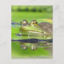 Search for green frog invitations Frogs
