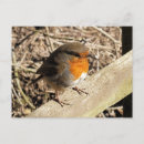 Search for robin postcards Cute