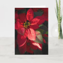Search for hawaii christmas cards Floral