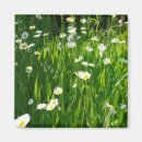 Search for meadows magnets Summer