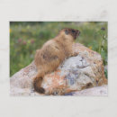 Search for marmot postcards Wild