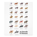 Search for horse breeds chart posters Pony