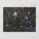 Search for blue world postcards Earth