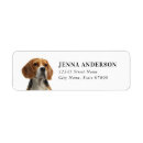 Search for beagle puppy return address labels Beagles