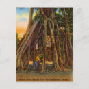 Search for banyan tree Vintage