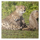 Search for animal jaguar tiles Nature