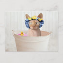 Search for sphynx cat postcards Hairless