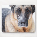 Search for ice electronics Puppy