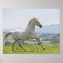 Search for white horse running posters Freedom