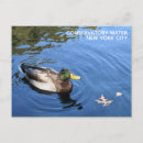 Search for park ducks postcards Lake