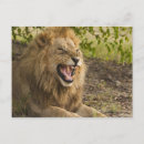 Search for male lions postcards Horizontal