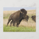 Search for tallgrass Bison
