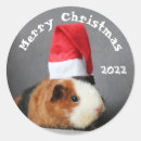 Search for white pig stickers Red