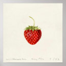 Search for strawberrys posters Red fruit