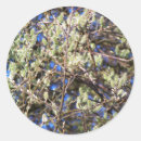 Search for willow stickers Catkins