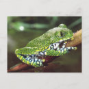 Search for treefrogs postcards David northcott