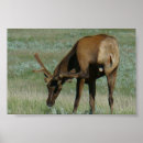 Search for bull head posters Elk