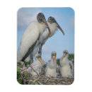 Search for stork magnets Florida
