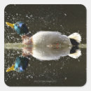 Search for ana stickers Mallard duck