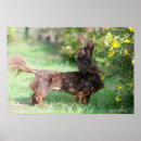 Search for long haired dachshund art Chocolate and tan