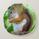 Search for red squirrel cushions Wildlife
