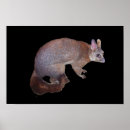 Search for possum posters Marsupial