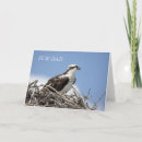 Search for raptors cards Nature