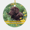 Search for laboratory photography Pets