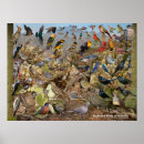Search for backyard birds posters Birding