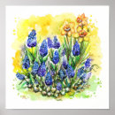 Search for hyacinth posters Floral