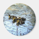Search for wild duck magnets Water