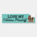 Search for mastiff bumper stickers Dogs