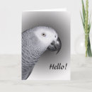 Search for african grey parrot cards Wildlife