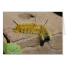 Search for moths photography Nature