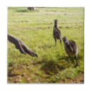 Search for baby chick tiles Bird