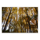 Search for branches note cards Fall