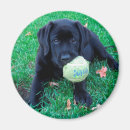 Search for balls magnets Puppy