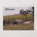 Search for farm with cows postcards Silo