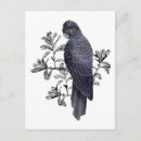 Search for native bird postcards Cockatoo