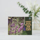 Search for woodland plants postcards Wildflowers