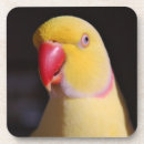 Search for beak coasters Parrot