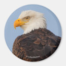 Search for bald tree magnets Eagle