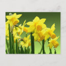 Search for green stems postcards Yellow