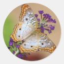 Search for white peacock stickers Animal