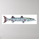 Search for barracuda posters Fish