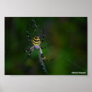 Search for weavers posters Spider