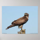 Search for red tailed hawk posters Animal