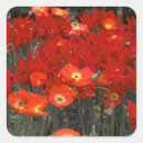 Search for red tulip stickers Nature