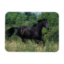 Search for moving image magnets Thoroughbred