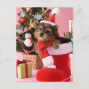 Search for containers cards One animal